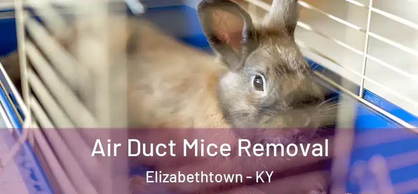 Air Duct Mice Removal Elizabethtown - KY