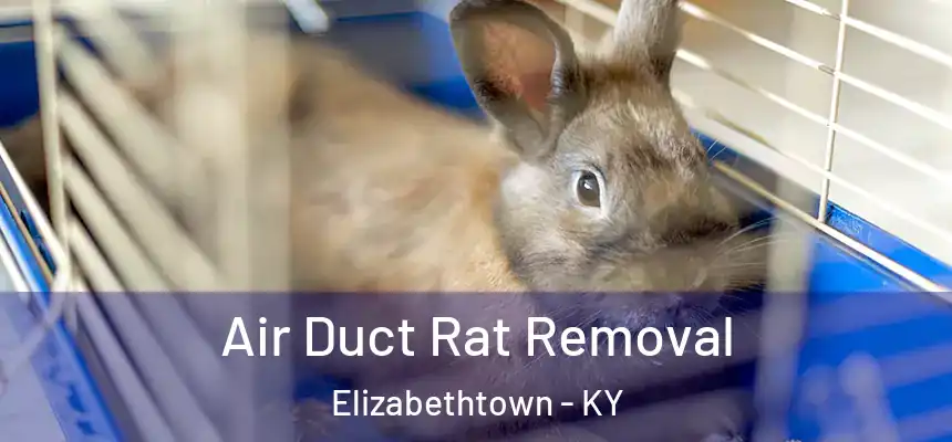 Air Duct Rat Removal Elizabethtown - KY