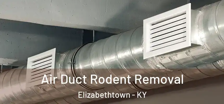  Air Duct Rodent Removal Elizabethtown - KY