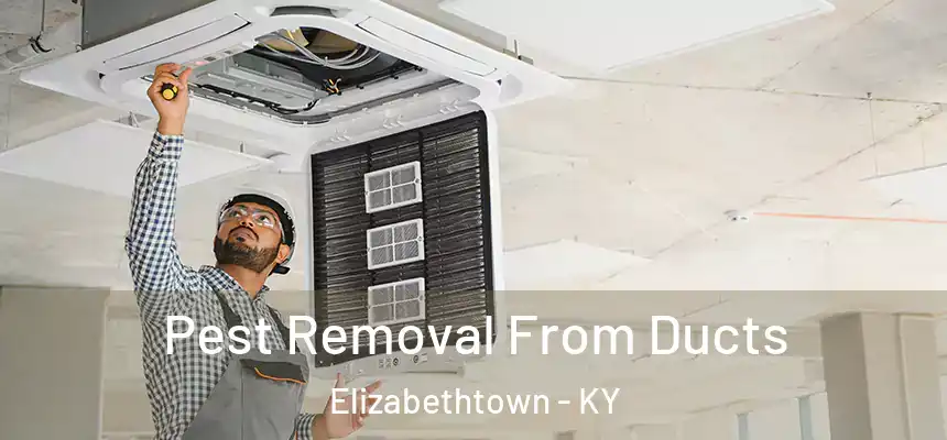 Pest Removal From Ducts Elizabethtown - KY